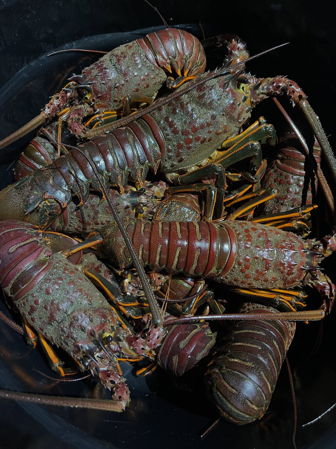 We are opening up our schedule for Lobster trips starting mid November on the Free Spirit. @free_spiritsportfishing We will be offering  Lobster trips as well as combo lobster/fish