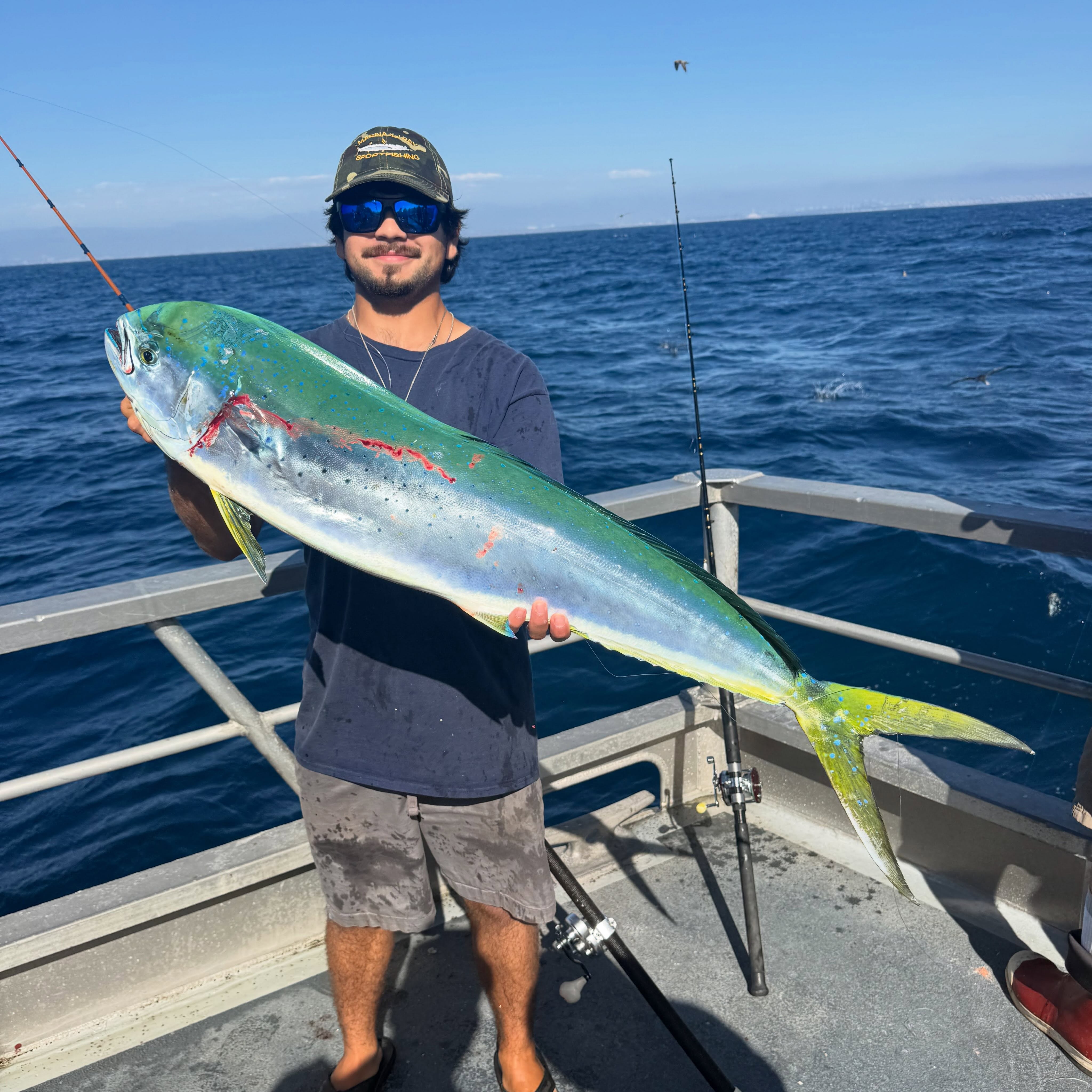 Nice afternoon Mahi for Ben! 4 yellows on the morning run out of about 12 hookups trips daily 7:30am and 12:30pm