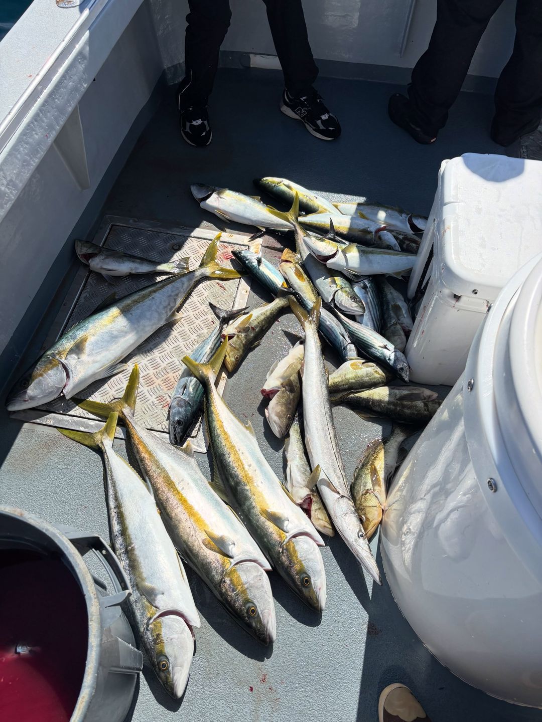 10 mixed grade yellows and good bass and Bonita action for our day! #freespiritsportfishing